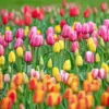 Pink yellow red and orange tulips in a lush green field