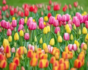 Pink yellow red and orange tulips in a lush green field