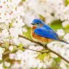 Eastern Bluebird diamond painting kit — blue and orange songbird perched among delicate white blossoms