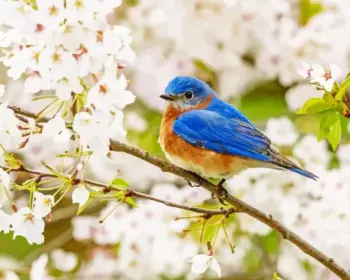 Eastern Bluebird diamond painting kit — blue and orange songbird perched among delicate white blossoms