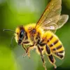 Golden Honey Bee diamond painting kit — close-up of a yellow and black honey bee flying with transparent wings