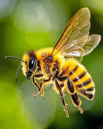 Golden Honey Bee diamond painting kit — close-up of a yellow and black honey bee flying with transparent wings