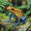 Golden poison dart frog diamond painting kit — bright yellow frog surrounded by tropical greenery