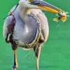 Great blue heron diamond painting kit featuring an elegant bird with blue-gray feathers and a long neck