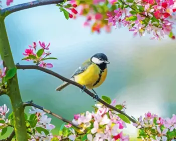 Great Tit diamond painting kit — yellow songbird perched on a branch surrounded by pink blossoms