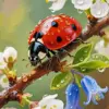 Ladybug on Blossoms diamond painting kit — red ladybug with water droplets on a flowering branch