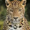 Leopard portrait diamond painting kit — close-up of a majestic leopard with green eyes and golden spotted fur