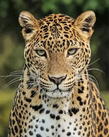 Leopard portrait diamond painting kit — close-up of a majestic leopard with green eyes and golden spotted fur
