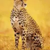 Majestic Cheetah diamond painting kit — spotted cheetah sitting in golden savanna grass