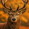 Majestic Red Deer diamond painting kit — close-up portrait of a red deer stag with large antlers against an autumn background