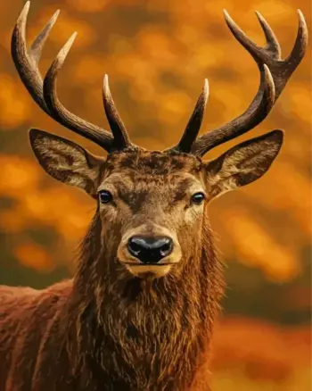 Majestic Red Deer diamond painting kit — close-up portrait of a red deer stag with large antlers against an autumn background