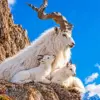 Mountain Goat Family diamond painting kit — white mountain goat with two young kids resting on a rocky cliff