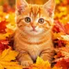 Orange kitten diamond painting kit — ginger kitten surrounded by colorful autumn leaves