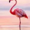 Pink flamingo at sunset diamond painting kit with colorful evening sky