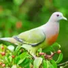 Pink necked green pigeon diamond painting kit featuring colorful pink and green feathers