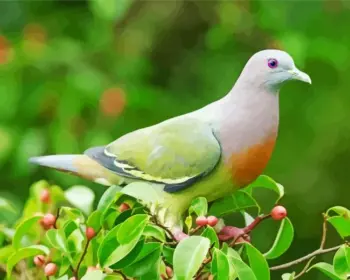 Pink necked green pigeon diamond painting kit featuring colorful pink and green feathers