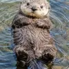 Sea otter diamond painting kit — playful otter floating on its back in blue water