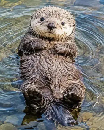 Sea otter diamond painting kit — playful otter floating on its back in blue water