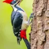 Red crested woodpecker diamond painting kit featuring a colorful woodland bird