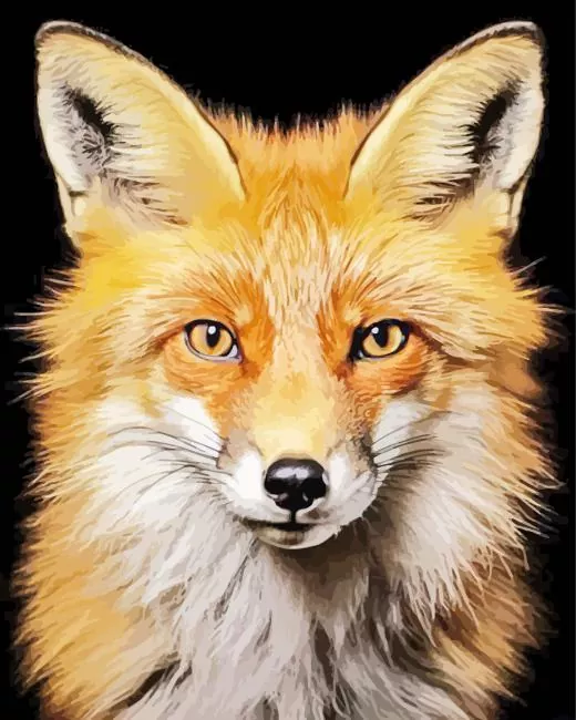 Red Fox Portrait Diamond Painting Kits Red Fox Portrait diamond painting kit — close-up of a red fox with amber eyes and fluffy orange and white fur against a black background