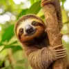 Smiling sloth diamond painting kit — cute sloth hugging a tree in a tropical forest