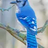 Blue jay diamond painting kit — vibrant blue bird perched on a tree branch with detailed feathers