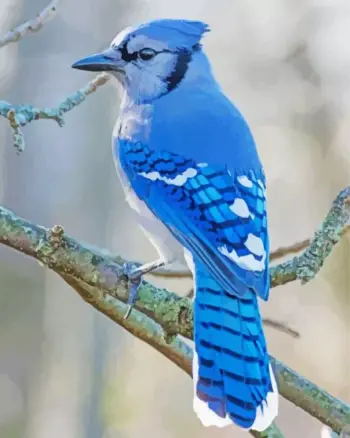 Blue jay diamond painting kit — vibrant blue bird perched on a tree branch with detailed feathers