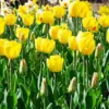 Bright yellow tulips with green leaves and white daffodils