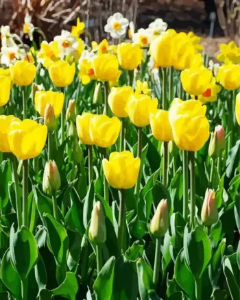 Bright yellow tulips with green leaves and white daffodils