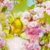 Yellowhammer diamond painting kit — bright yellow songbird perched among soft pink blossoms and green leaves