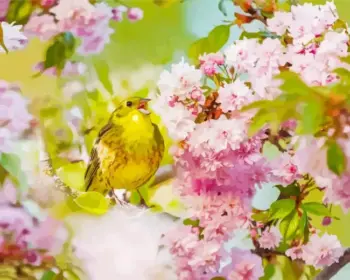 Yellowhammer diamond painting kit — bright yellow songbird perched among soft pink blossoms and green leaves