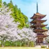 Kozan Park pagoda surrounded by cherry blossoms in Yamaguchi